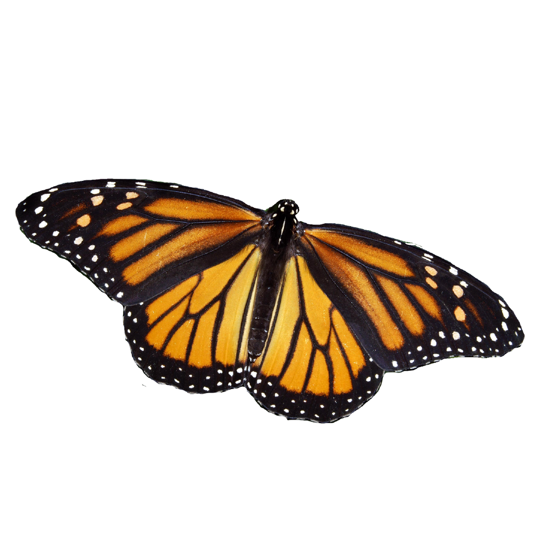 Monarch butterfly from the Night Ranger activity